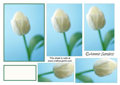 Gorgeous White on a Blue Background Tulip Pyramid