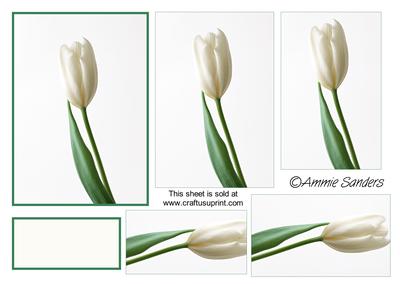 Gorgeous White Tulip Pyramid