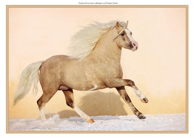 Stunning Galloping Horse A4 Card/topper
