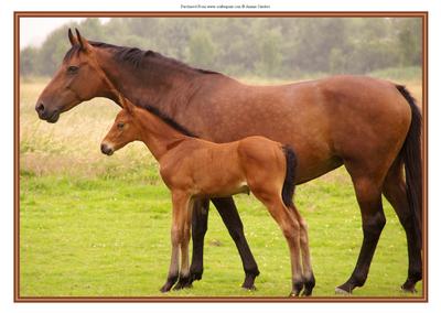 Beautiful Horse & Foal A4 Card/topper