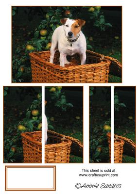 Jack Russel on a Wicker Basket Side Stacker