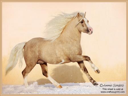 Beautiful Beige Horse Galloping A4 Kit Pyramid/tunnel