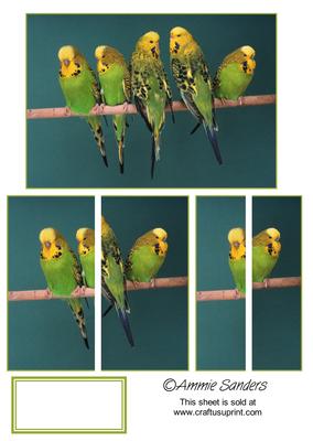5 Green & Yellow Budgies Sat in a Row Side Stacker