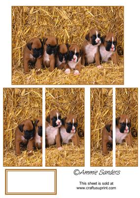 6 Cute Puppies Sat in a Row Side Stacker