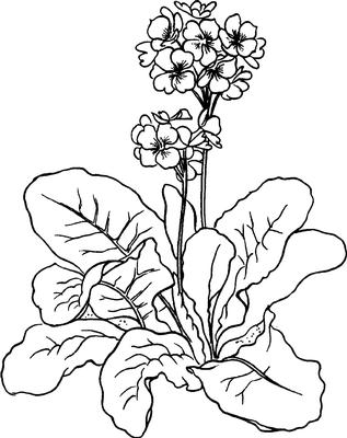 Primrose Digi Stamp