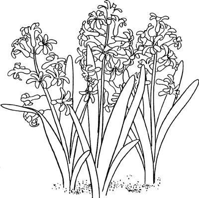 Hyacinth Digi Stamp