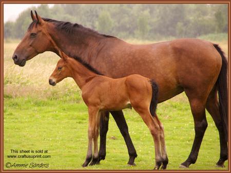 Horse & Foal A4 Kit Pyramid/tunnel