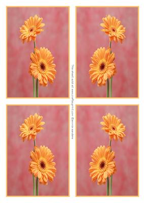 4 Beautiful Orange Gerbera Toppers