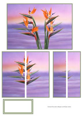Stunning Hawaiian Bird of Paradise Flowers Side Stacker