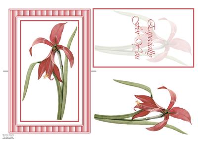 Beautiful Red Flower Spinner Card