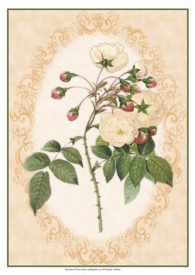 Beautiful Framed Wild Roses