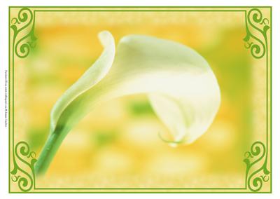 Beautiful Framed Calla Lily
