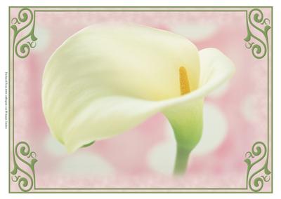 Beautiful Framed Calla Lily