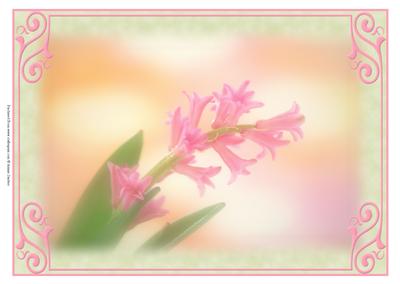 Beautiful Framed Pink Flower Spray