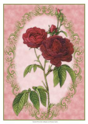 Beautiful Deep Red Roses