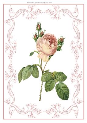 Beautiful Rose A4 Topper/card