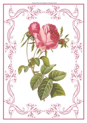 Beautiful Rose A4 Topper/card