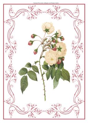 Beautiful Rose A4 Topper/card