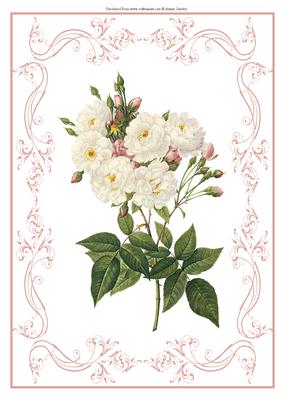 Beautiful Rose A4 Topper/card