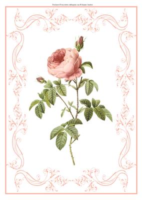 Beautiful Rose A4 Topper/card