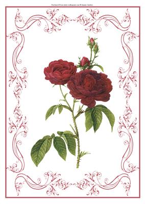 Beautiful Rose A4 Topper/card