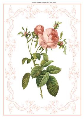 Beautiful Rose A4 Topper/card