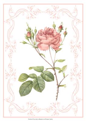 Beautiful Rose A4 Topper/card