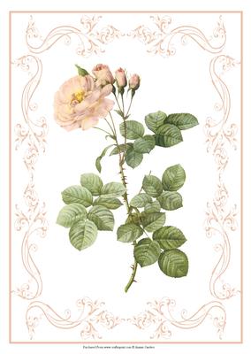 Beautiful Rose A4 Topper/card