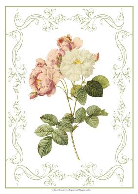 Beautiful Rose A4 Topper/card