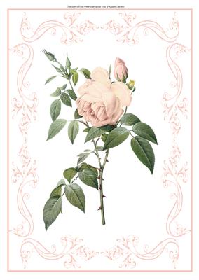 Beautiful Rose A4 Topper/card