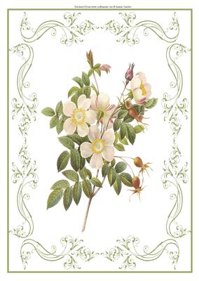 Beautiful Dog Rose A4 Topper/card