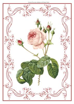 Beautiful Rose A4 Topper/card