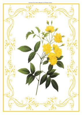 Beautiful Rose A4 Topper/card