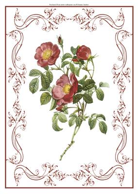 Beautiful Dog Wood Rose A4 Topper/card