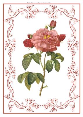 Beautiful Pink Rose A4 Topper/card
