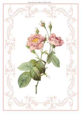 Beautiful Light Pink Rose A4 Topper/card