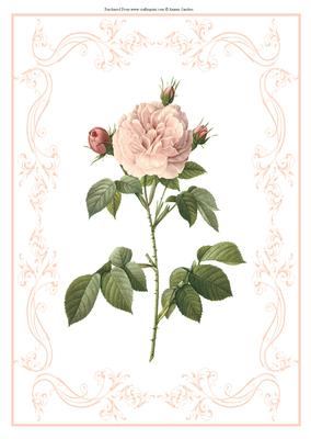 Beautiful Light Pink Rose A4 Topper/card