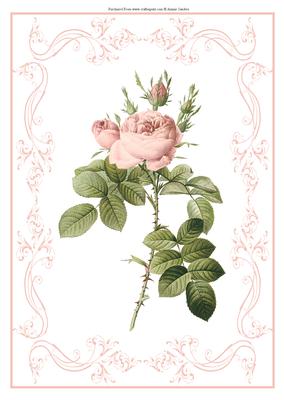 Beautiful Light Pink Rose A4 Topper/card