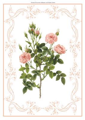 Beautiful Pink Roses A4 Topper/card