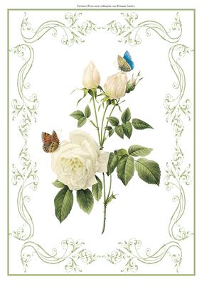 Beautiful White Roses A4 Topper/card