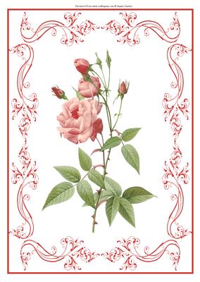 Beautiful Pink & Red Roses A4 Topper/card