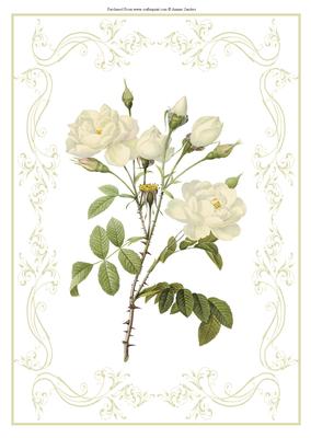 Beautiful White Roses A4 Topper/card