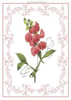 Beautiful Sweetpea A4 Topper/card