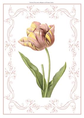 Beautiful Tulip A4 Topper/card