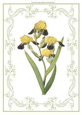 Beautiful Iris A4 Topper/card