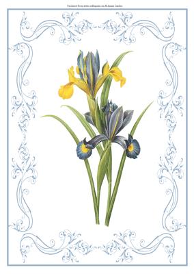 Beautiful Iris A4 Topper/card