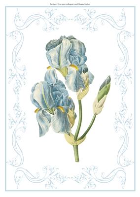 Beautiful Iris A4 Topper/card