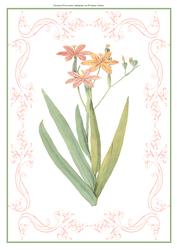 Beautiful Delicate Floral A4 Topper/card
