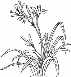 Day Lilly Digi Stamp