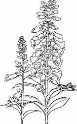 Foxglove Digi Stamp